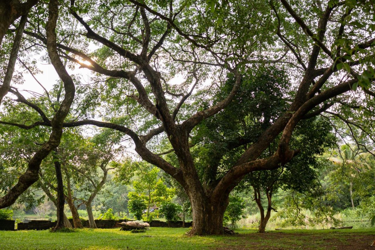 The Nest Thattekad Thattakād 외부 사진
